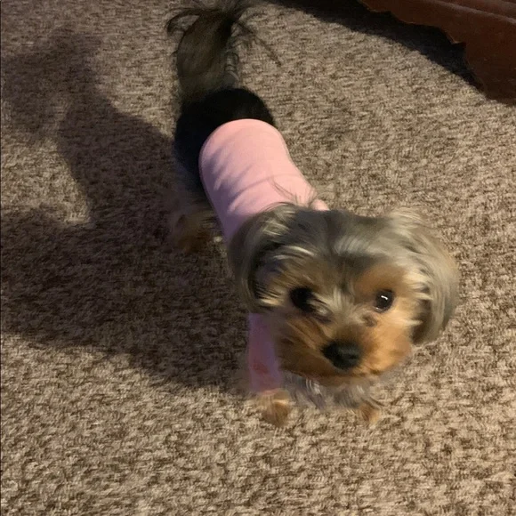 Beautiful Dog polo little tight she can’t wear